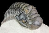 Crotalocephalina Trilobite - Beautiful Shell Quality #75461-3